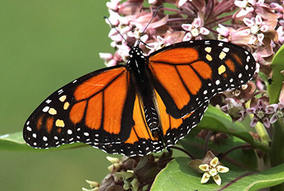 Photo of a monarch butterfly on a flowering bush