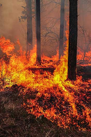 Photographie d'un feu de forêt