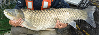 Assis, un employé de Pêches et Océans Canada tient une grande carpe de roseau qui a été capturée et retirée du lac Gibson (Ontario) en 2016