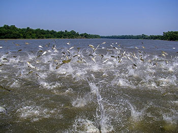 Un grand nombre de carpes asiatiques sautent hors de l’eau