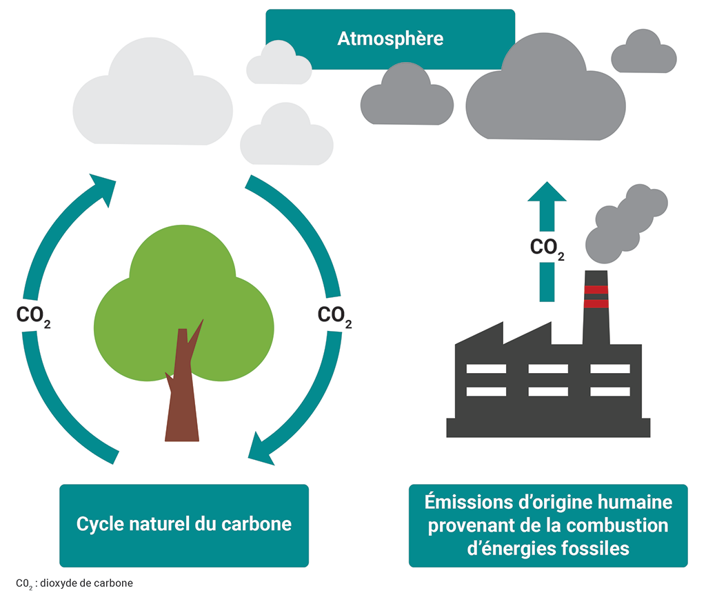 Comparaison du cycle naturel du carbone des forêts avec les émissions d’origine humaine provenant de la combustion d’énergies fossiles