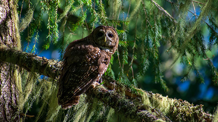 Photo of a northern spotted owl with leaves in the background