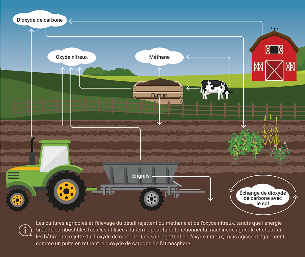 Illustration montrant des exemples d’émissions et d’absorptions de gaz à effet de serre dans les activités agricoles