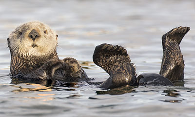 Photo d'une loutre de mer flottant dans l'eau