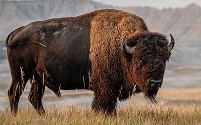 Photo of a wood bison on the plains